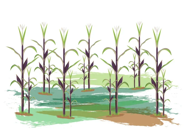 Mais Pflanze Auf Weißem Hintergrund Vektor Design — Stockvektor