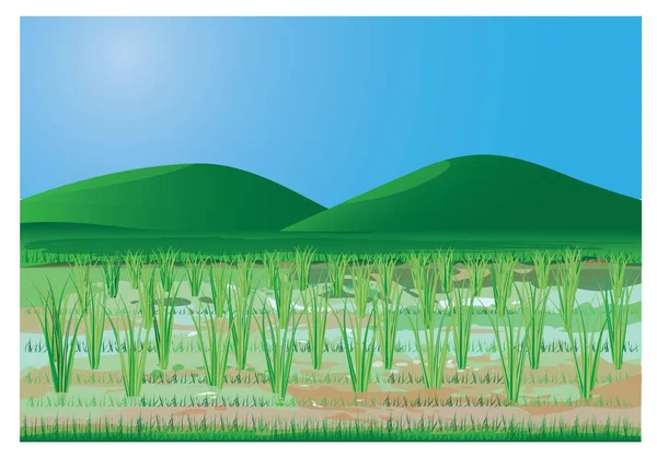 Usine Riz Dans Conception Vectorielle Rizière — Image vectorielle