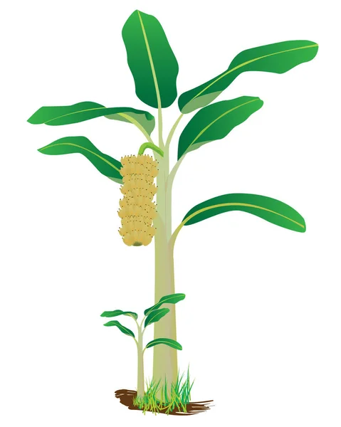 Vektordesign Für Bananenpflanzen — Stockvektor