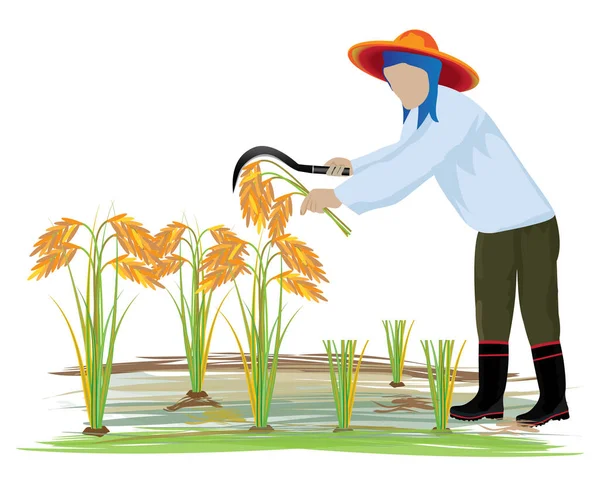 稻田病媒设计中的农民收获水稻 — 图库矢量图片