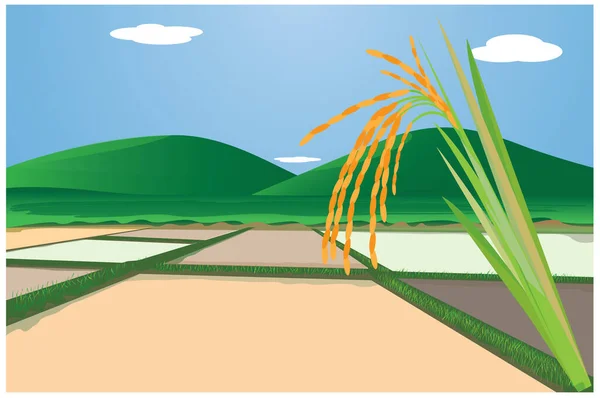 Planta Arroz Con Diseño Vectores Campo Arroz — Vector de stock