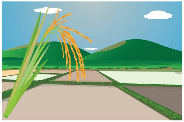 Рисовое Растение Векторной Конструкцией Рисовых Полей — стоковый вектор
