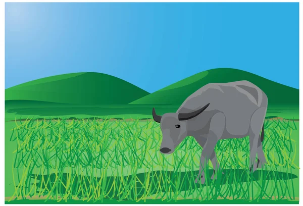 Buffalo Farm Vector Design — 스톡 벡터