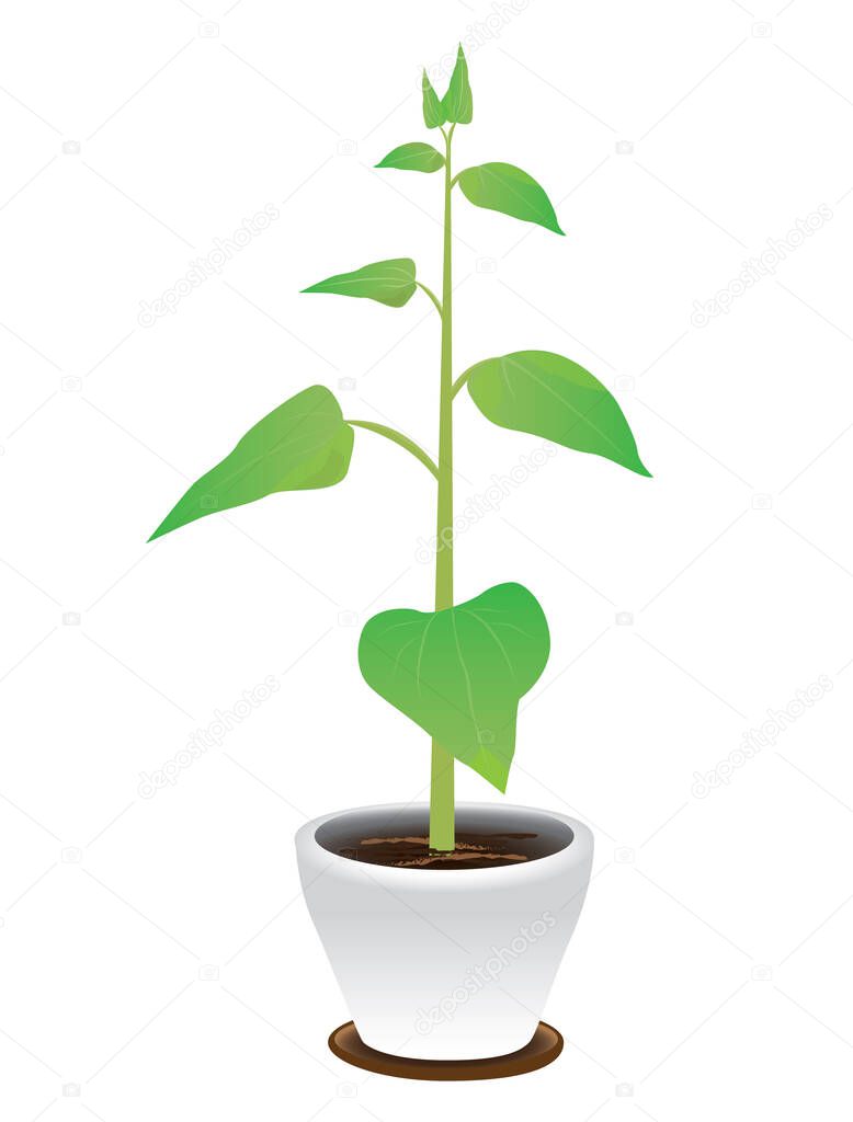 growing plant isolated icon design