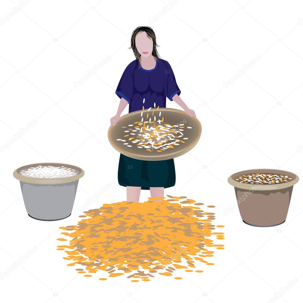 asian woman winnowing  rice , vector design