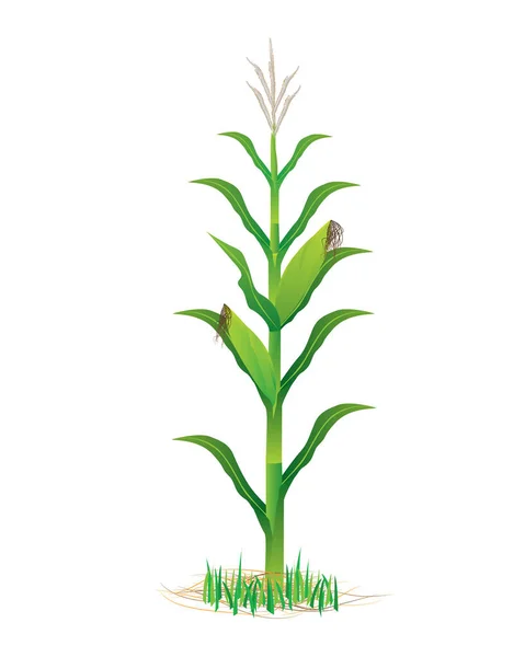 Σχεδιασμός Διανύσματος Φυτών Καλαμποκιού — Διανυσματικό Αρχείο