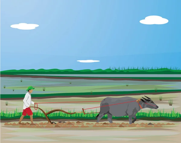 Ilustración Color Del Agricultor Utilizando Toro Para Trabajos Campo — Vector de stock