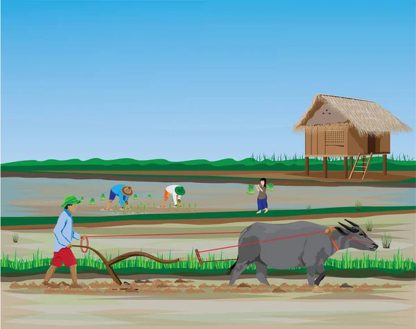 Ilustración Color Del Agricultor Utilizando Toro Para Trabajos Campo — Archivo Imágenes Vectoriales