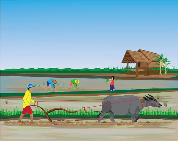 Ilustración Color Del Agricultor Utilizando Toro Para Trabajos Campo — Vector de stock