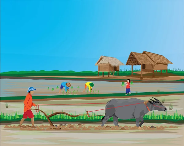 Цветная Иллюстрация Фермера Использующего Быка Полевых Работ — стоковый вектор