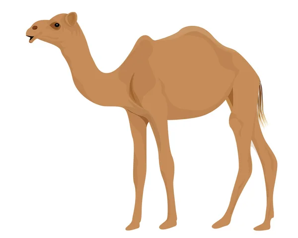 Camel Sahara Desert Color Vector Illustration — Stock Vector