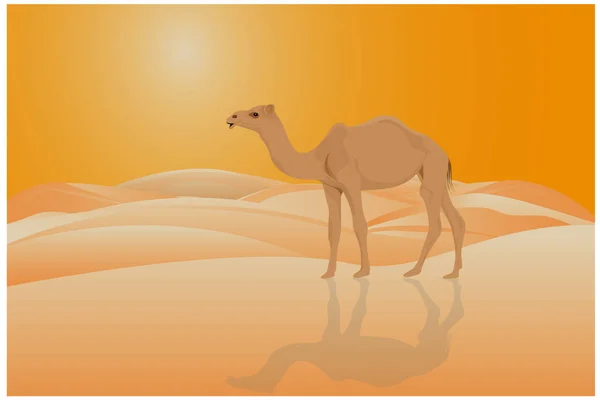 Wielbłąd Saharze Pustynia Kolor Wektor Ilustracja — Wektor stockowy