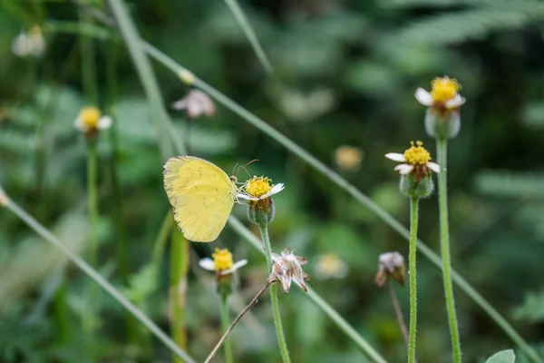 Kelebek çiçek, Doğa arka plan üzerinde Kapat