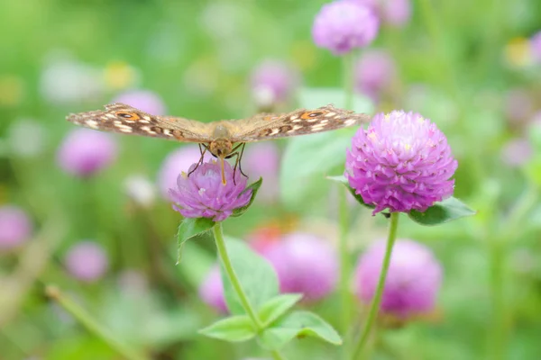 Kelebek çiçek, Doğa arka plan üzerinde Kapat