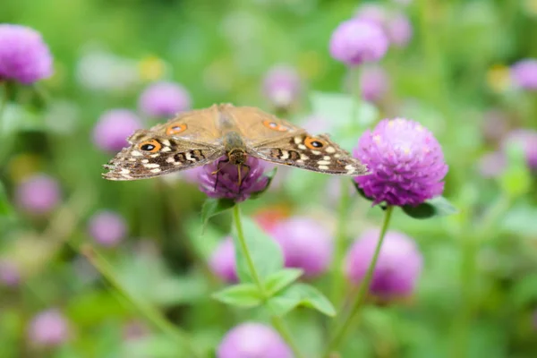 Kelebek çiçek, Doğa arka plan üzerinde Kapat