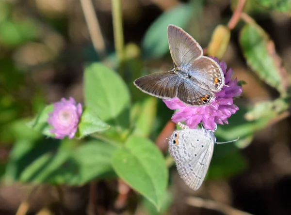 Kelebek çiçek, Doğa arka plan üzerinde Kapat
