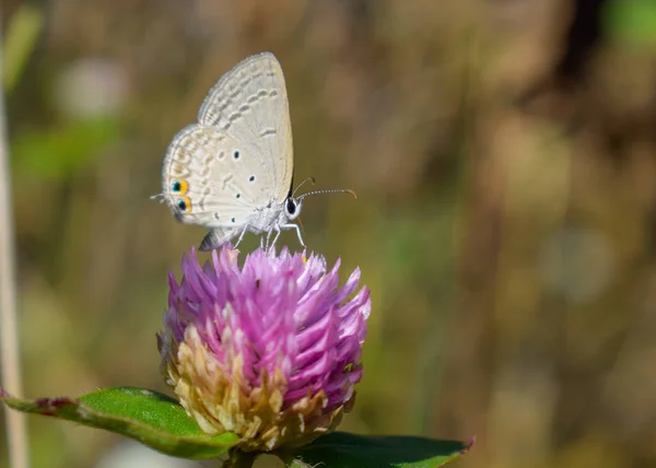 Kelebek çiçek, Doğa arka plan üzerinde Kapat