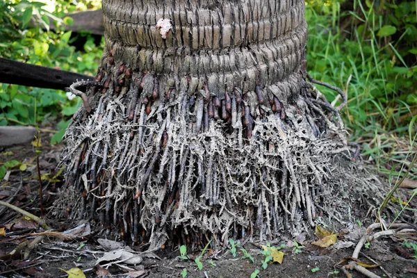 ココナッツの木のルートのクローズ アップ — ストック写真