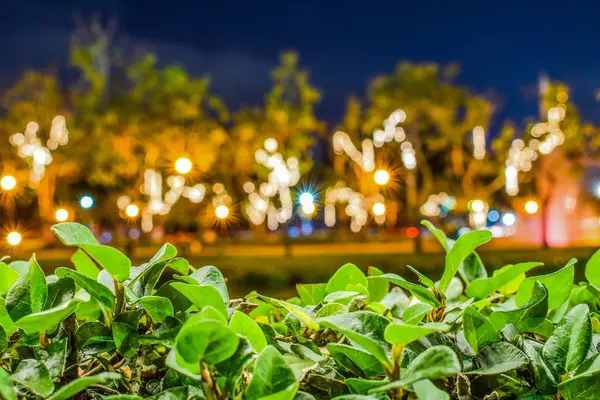 Yeşil yapraklar önünde bulanık Bokeh arka plan görüntü