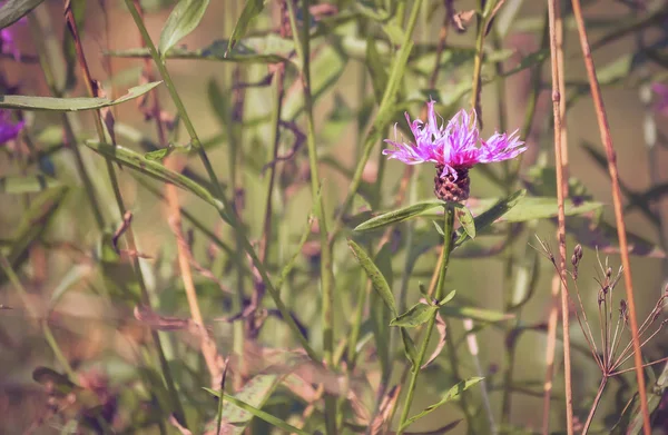 Mutluluk yalnız çiçek
