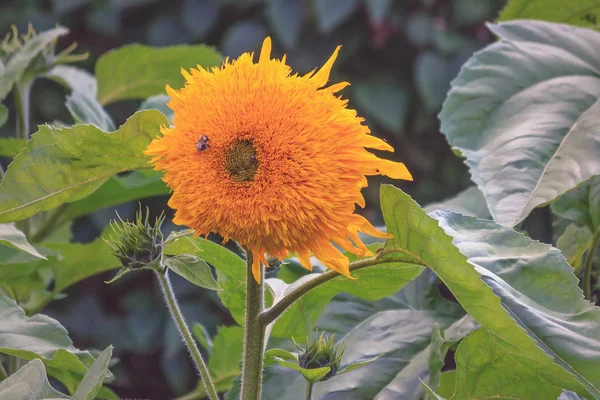 Ayçiçeğindeki arı