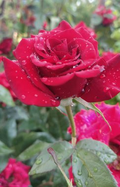 Damlalar içinde yalnız gül