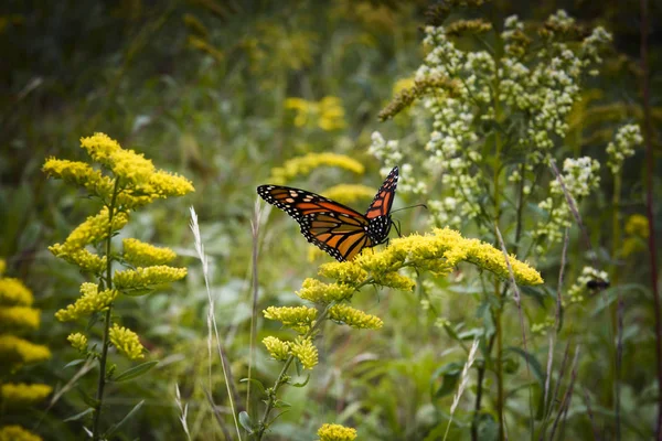 Monarch Butterfly Spring White Mountains — Stock Photo, Image