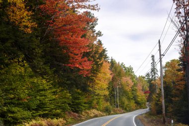 New england yola sonbahar yaprakları