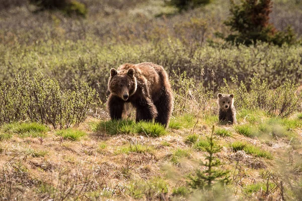 Urso pardo e seu filhote no parque nacional Jasper, Canadá — Fotografia de Stock