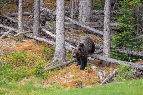 Urso pardo saindo da floresta perto de Jasper — Fotografia de Stock