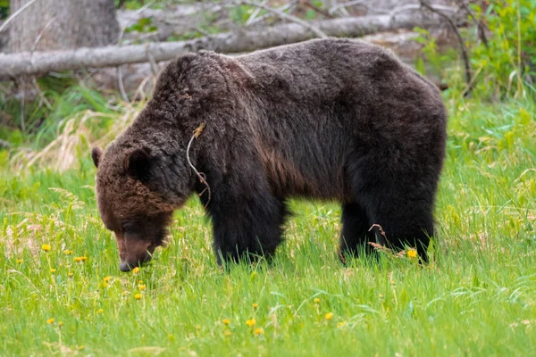 Urso-pardo-fêmea — Fotografia de Stock
