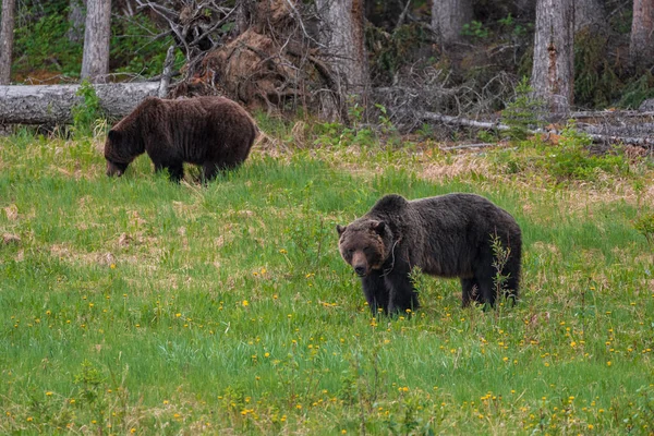 Grizzly ursos datando no campo — Fotografia de Stock