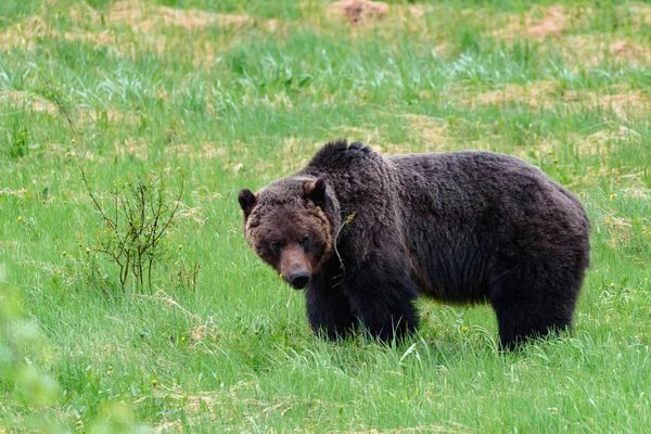 Urso pardo maciço — Fotografia de Stock