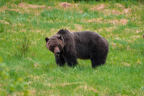 Urso pardo em um campo de grama — Fotografia de Stock