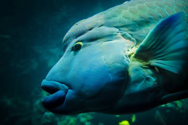 Napolyon balık veya Humphead wrasse yakın