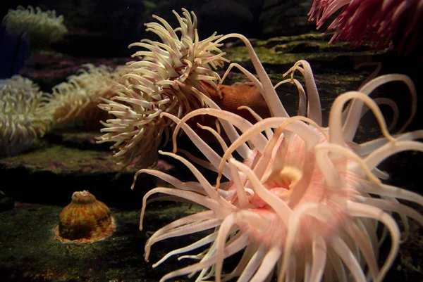 Anemone marino — Foto Stock