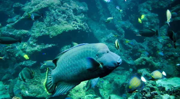 Humphead Lipvis Napoleon Vissen — Stockfoto