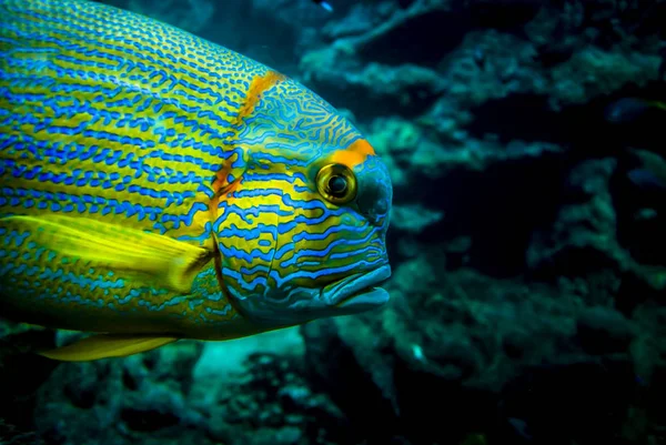 Peixe Papagaio Colorido Amarelo Verde — Fotografia de Stock