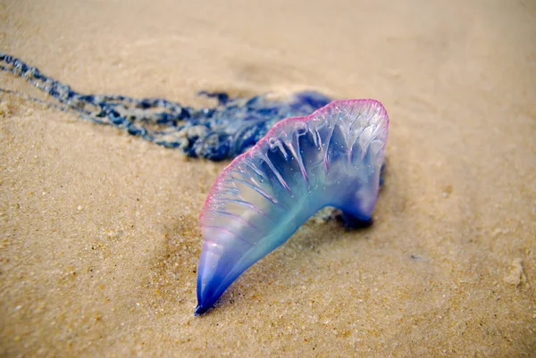 Physalia Meduse Man War Sulla Spiaggia — Foto Stock