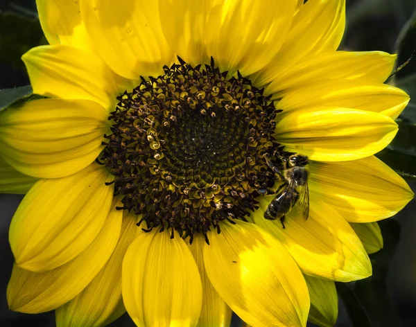 Bee Sunflower — Stock Photo, Image