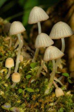 Yosun üzerinde yetişen beyaz mantarlar