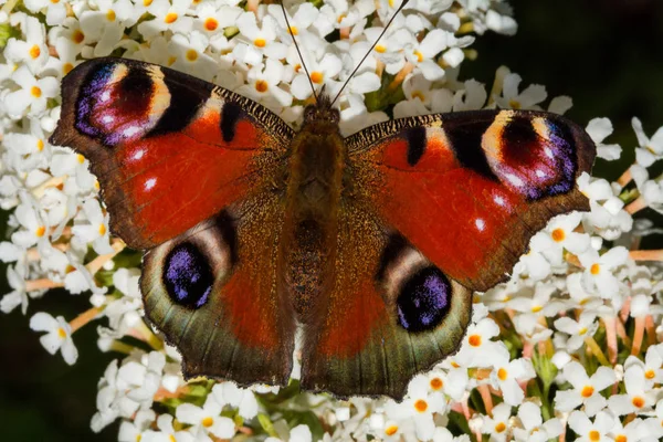 Vista ravvicinata di una farfalla pavone — Foto Stock