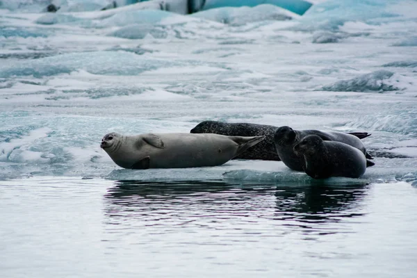 Groep zeehonden rustend op ijsblad in de Jokulsarlon Laguna — Stockfoto