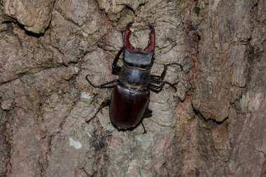 Lucanus cervus bir meşeye tırmanıyor.