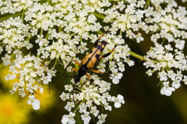 Bir leptura maculata 'nın yakın görüntüsü