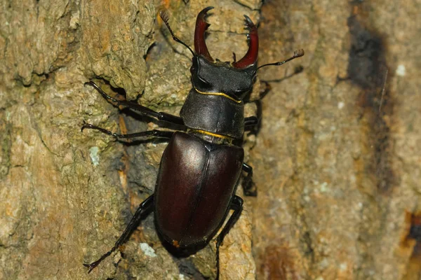 Stag beetle is a common but endangered species found in european — Stock Photo, Image