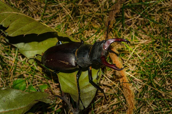 Lucanus τραχήλου της μήτρας ή αρσενικών ελαφιών παρουσιάζουν μεγάλο ισχυρό νύχι — Φωτογραφία Αρχείου