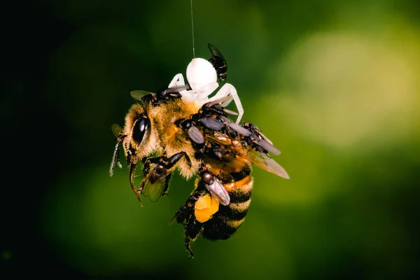 Abeille suspendue à un fil d'araignée et se faire prier par des mouches — Photo