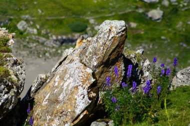 Dağ sıçanı kayaların arkasında saklanıyor