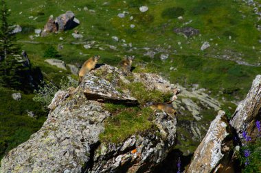 Dağ sıçanı, Pireneler 'de güneşleniyor.